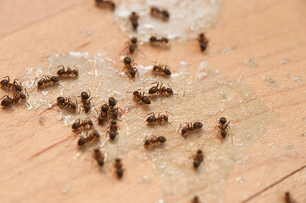 Pest Prevention Services in Timnath, CO
